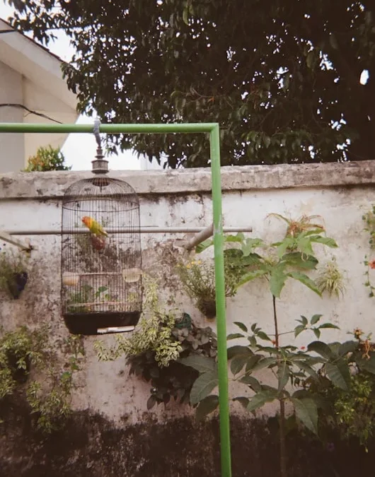 Pameran Bonsai Surabaya: Temukan Keindahan Miniatur Alam di Sini!