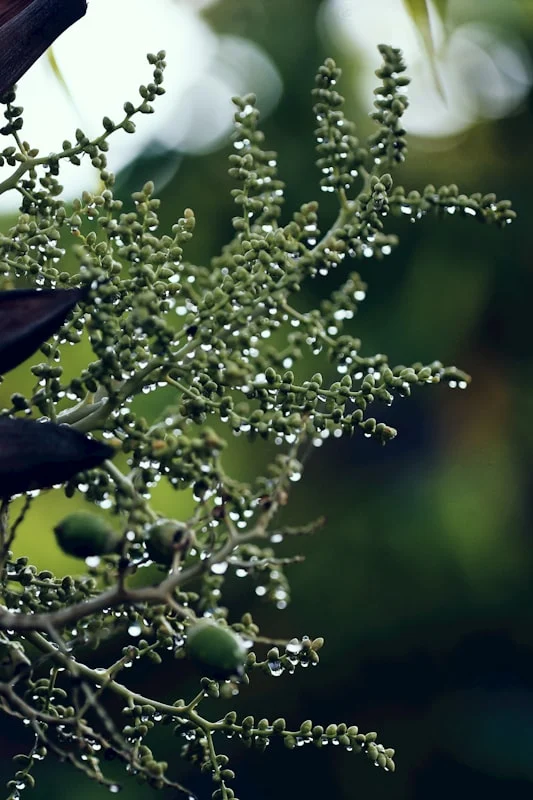 Pengenalan Pameran Bonsai