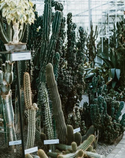 Pameran Tanaman Hias di Solo: Koleksi Unik dan Ramai Pengunjung